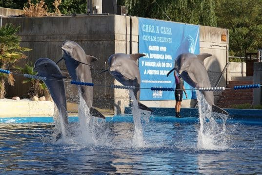 Delfines saltando durante espectáculo en Zoo Aquarium Madrid