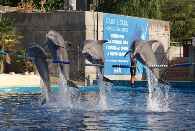Delfines saltando durante espectáculo en Zoo Aquarium Madrid