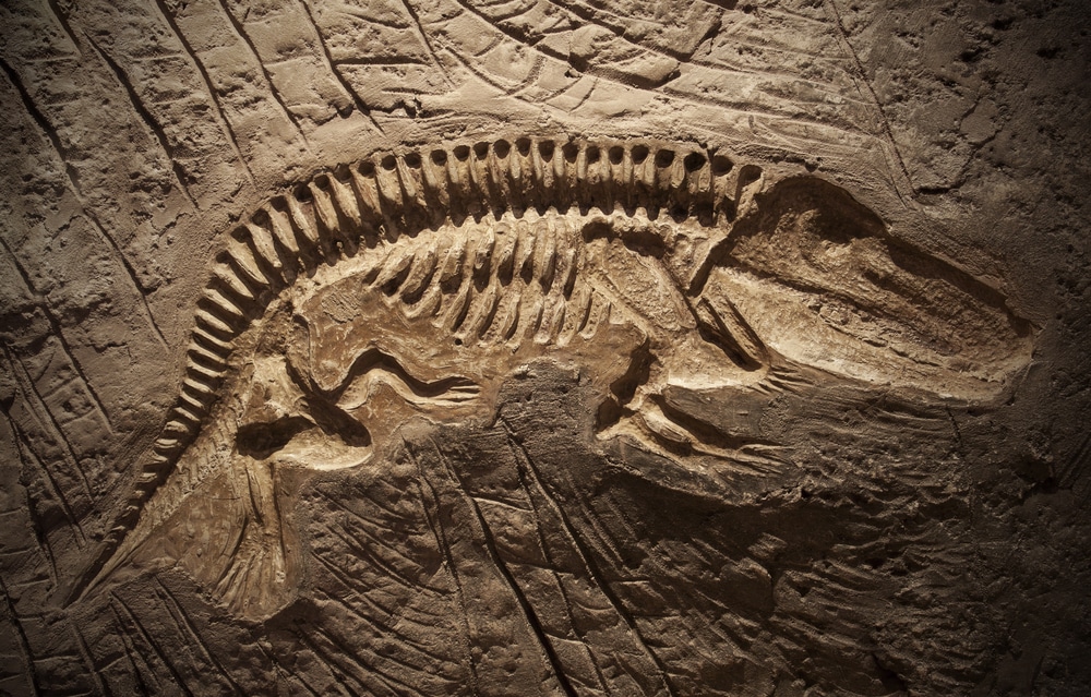 Detalle fósil animal prehistórico useo CC. Naturales Madrid