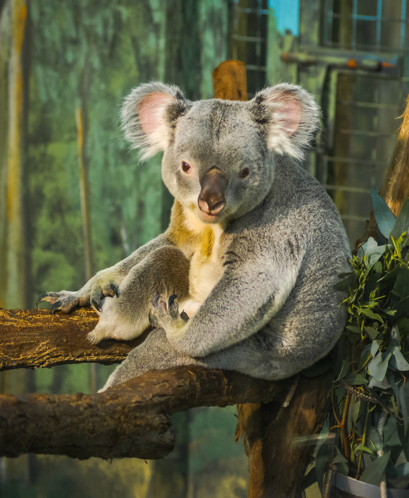 Koala en el Zoo Aquarium de Madrid