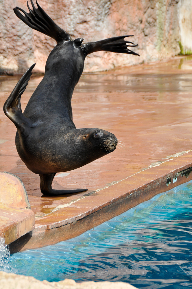León marino de California haciendo acrobacias en Zoo de Madrid