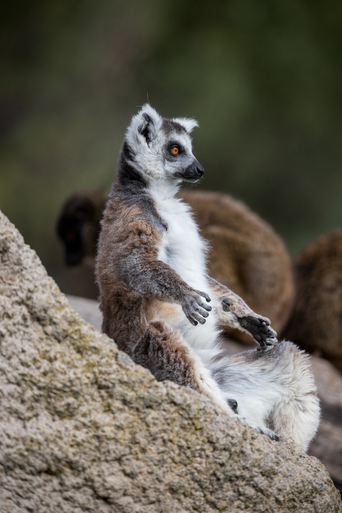 Lemur de Madagascar en Zoo de Madrid