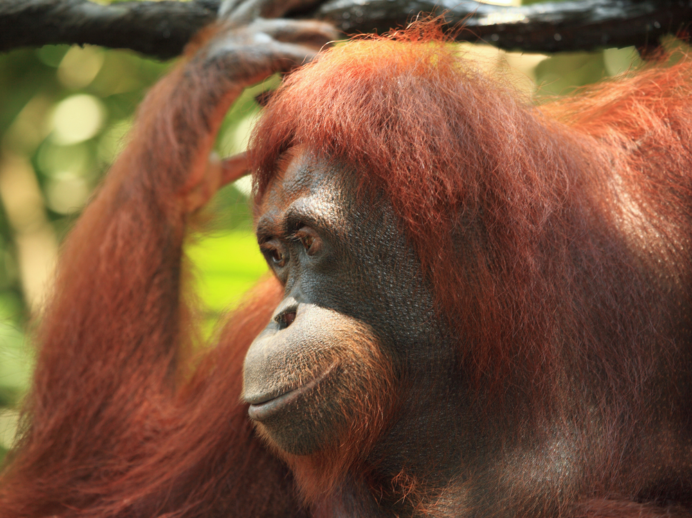 Detalle primer plano Orangután
