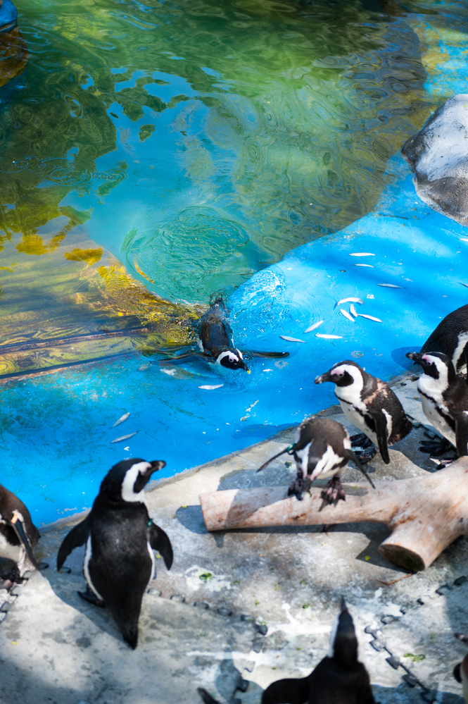 Pingüinos de la Patagonia en Zoo Madrid