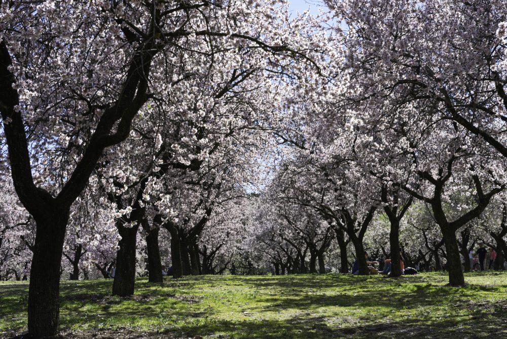 Parque dela Quinta de los Molinos con almendros en flor, Madrid